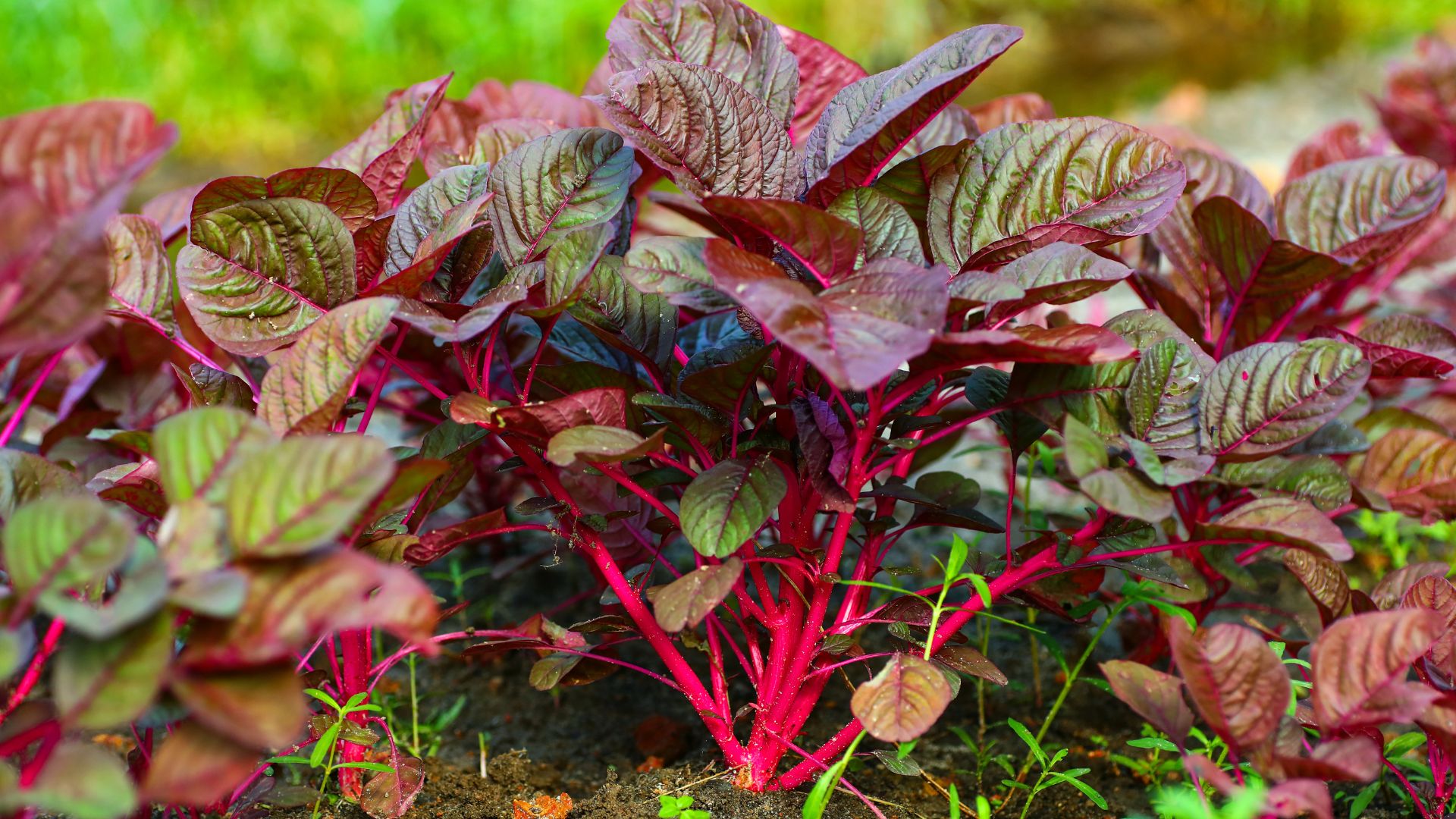 raudencotacdunggivoimebaunhungluuykhisudungraudentrongthaiky3957bae91e6