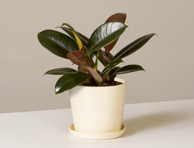 sub buzz 27689 1531159126 9 15392251005111455392745