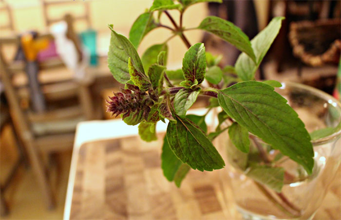 hung que trong thuy canh rau ngon bep xinh lai an hoai chang het0052ab269b