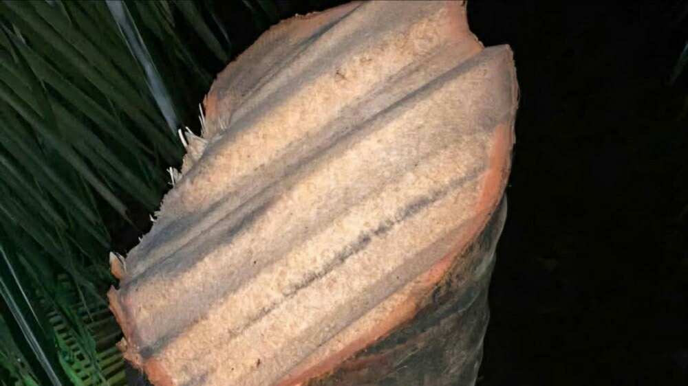 56820914722058236532369082900953505826632629n