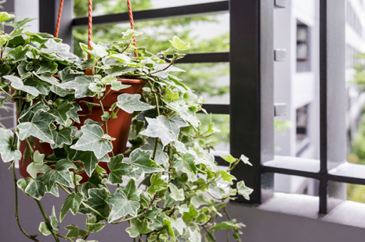 chau cay thuong xuan