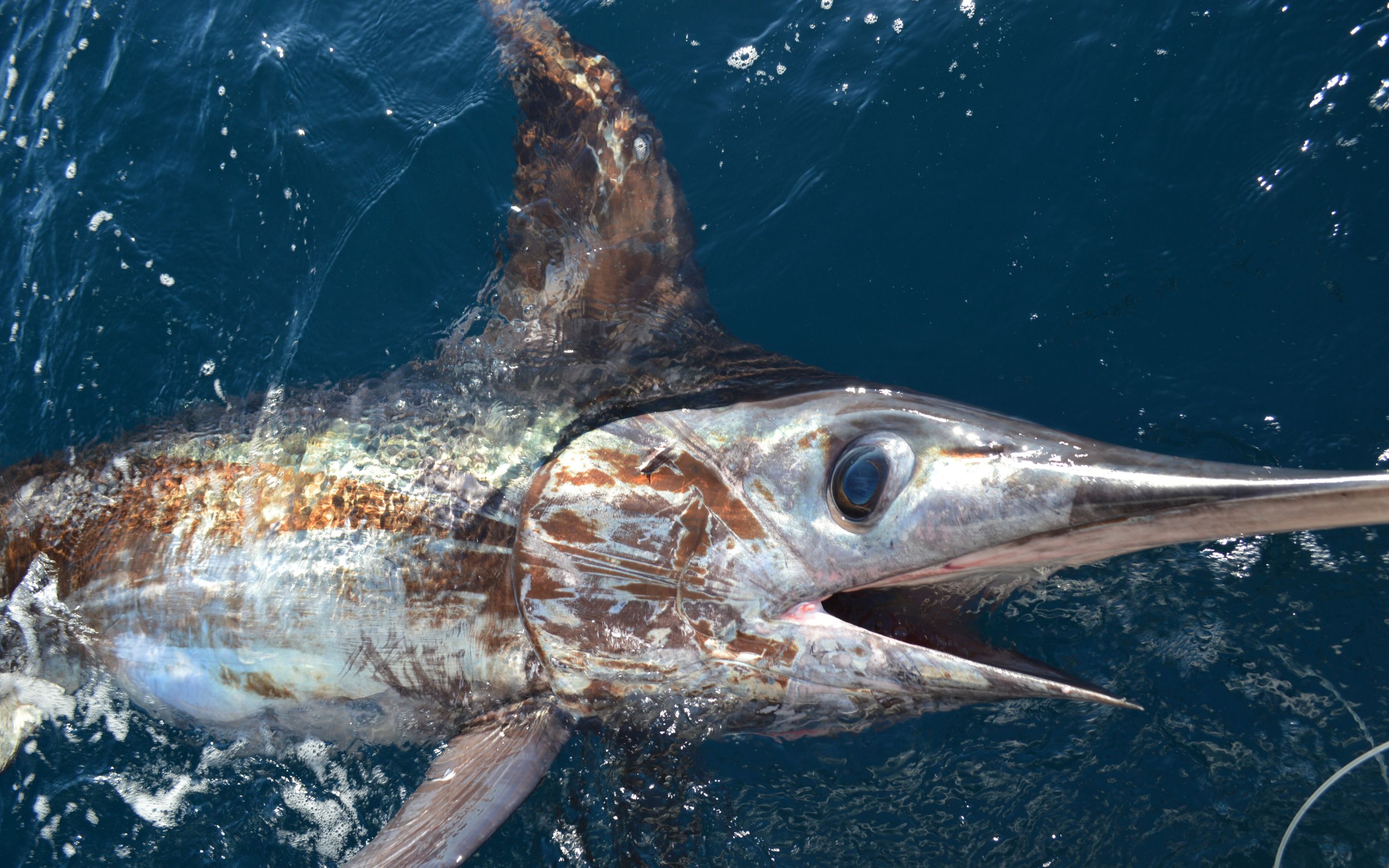 661333f81ac8301458cd29cdwebsitefishing guidechasing swordfishheader2880x1800