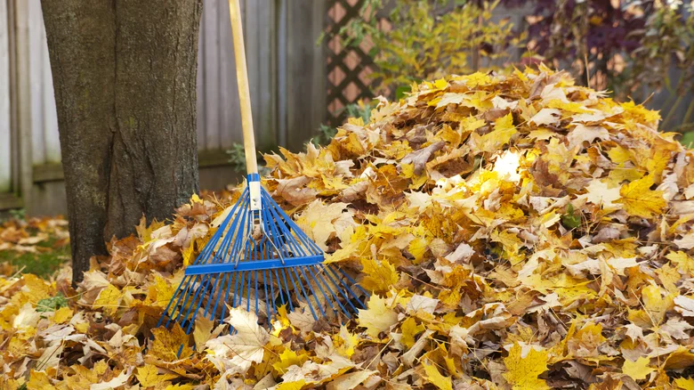 leafy spots 1697471428