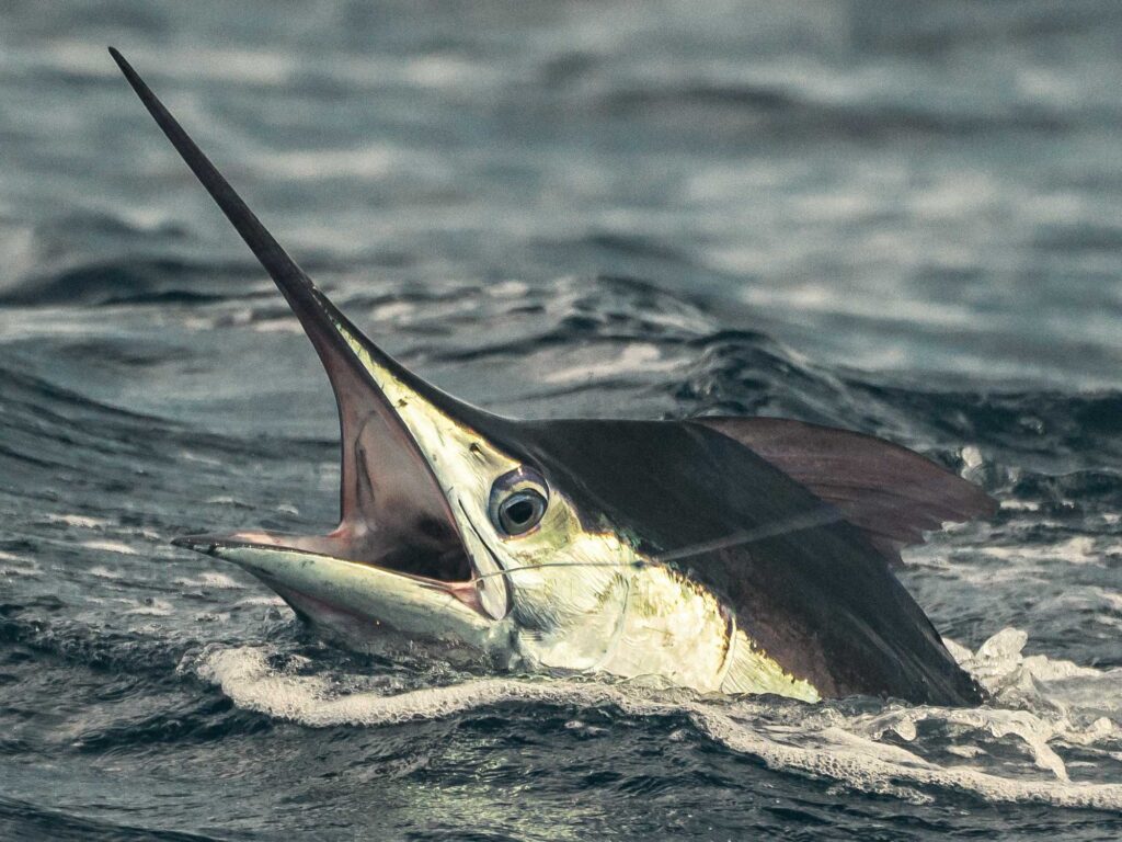 sws425 ocean city white marlin 3 1024x768