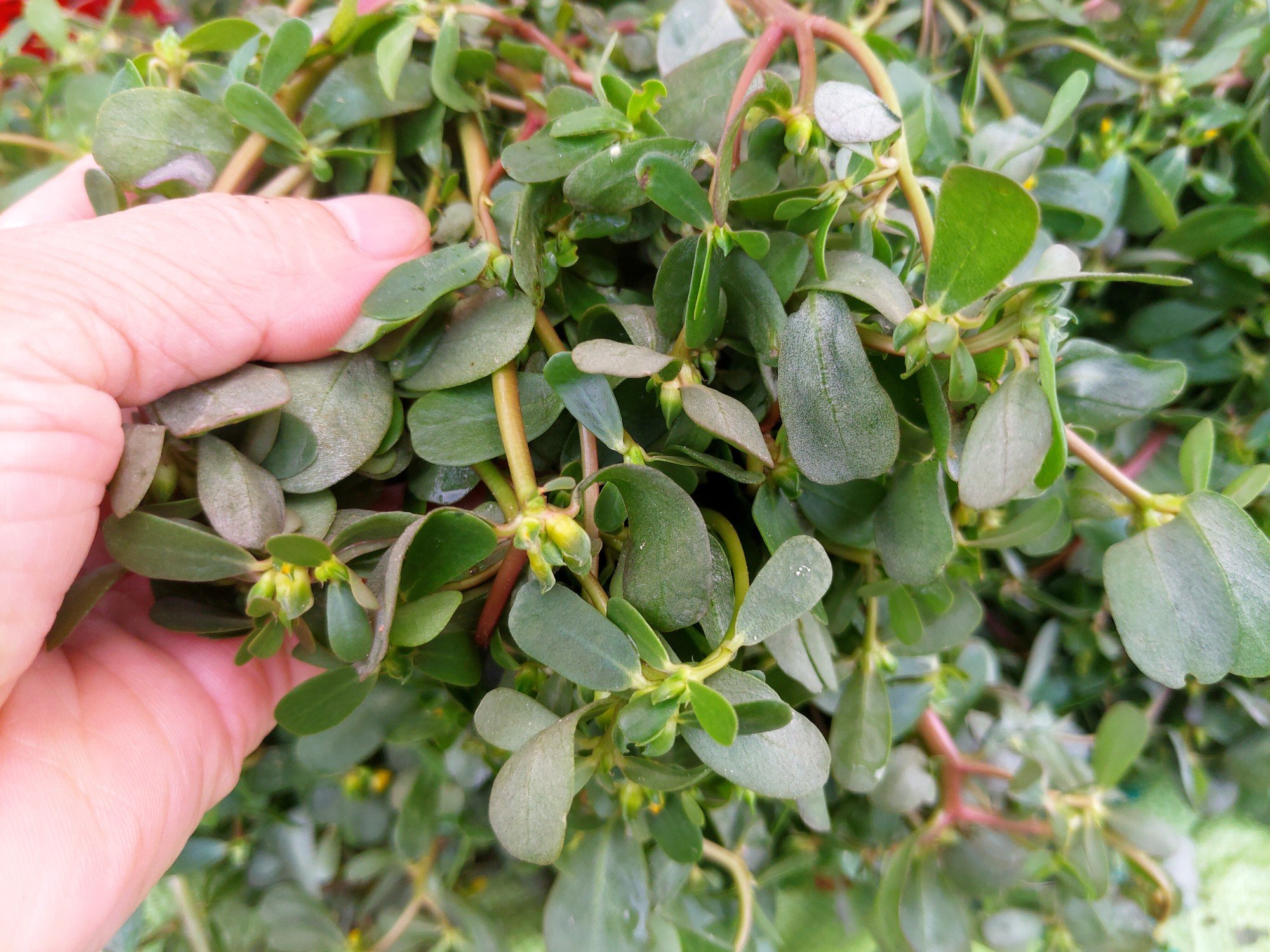 174402xanh20tc3adm20rau20sam 1670287120611 1670287121273683212644