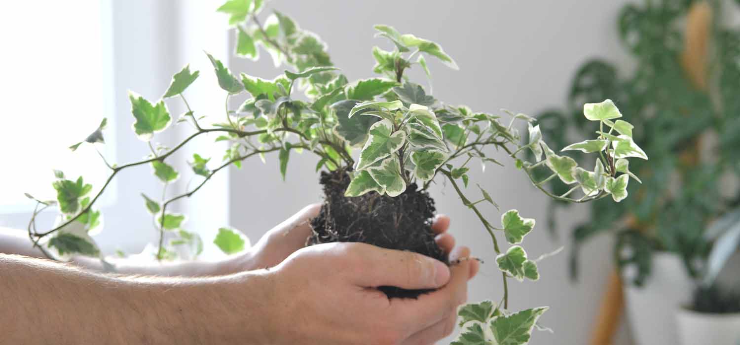 cay thuong xuan hut am