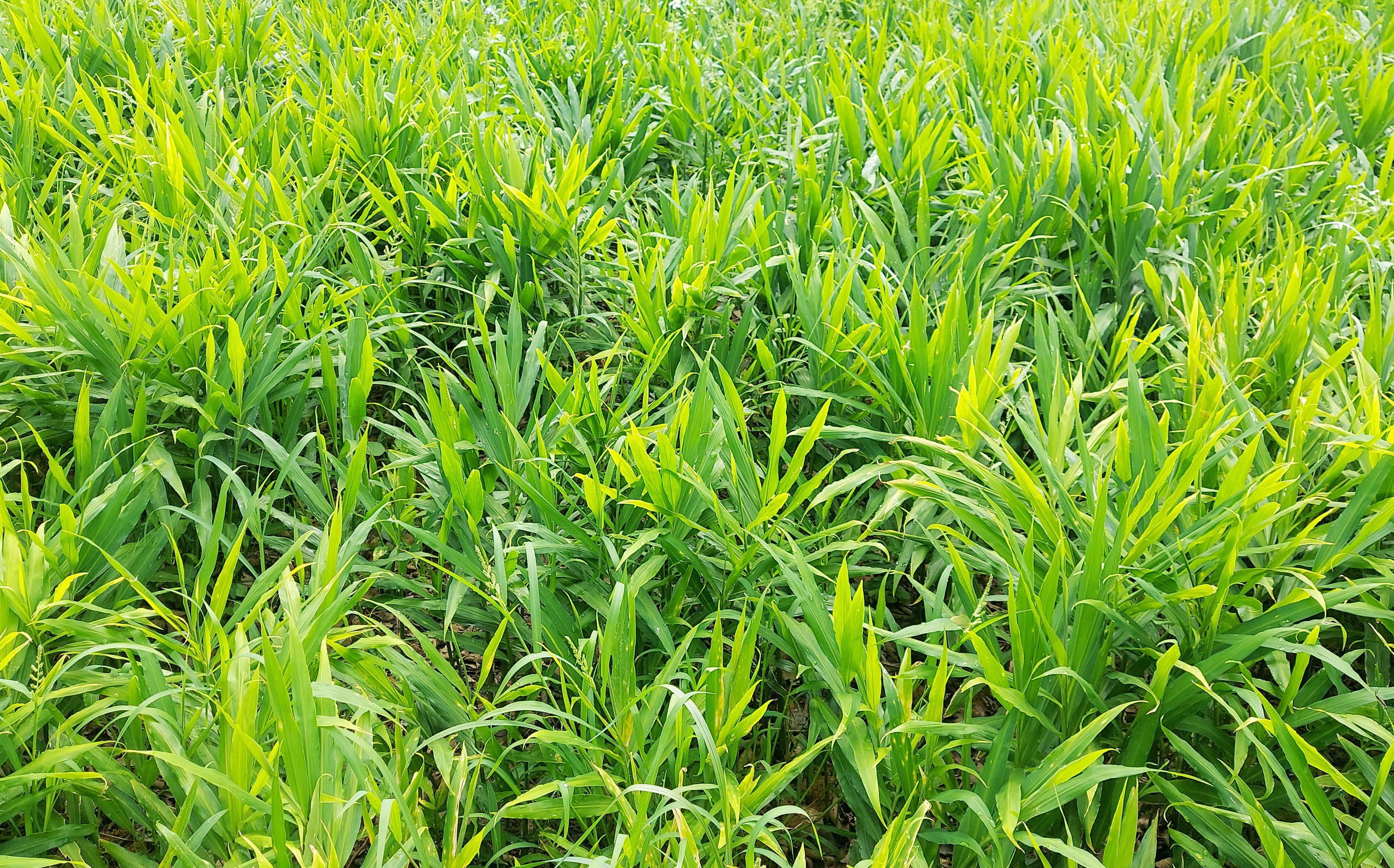 20250808 090914 1755238165