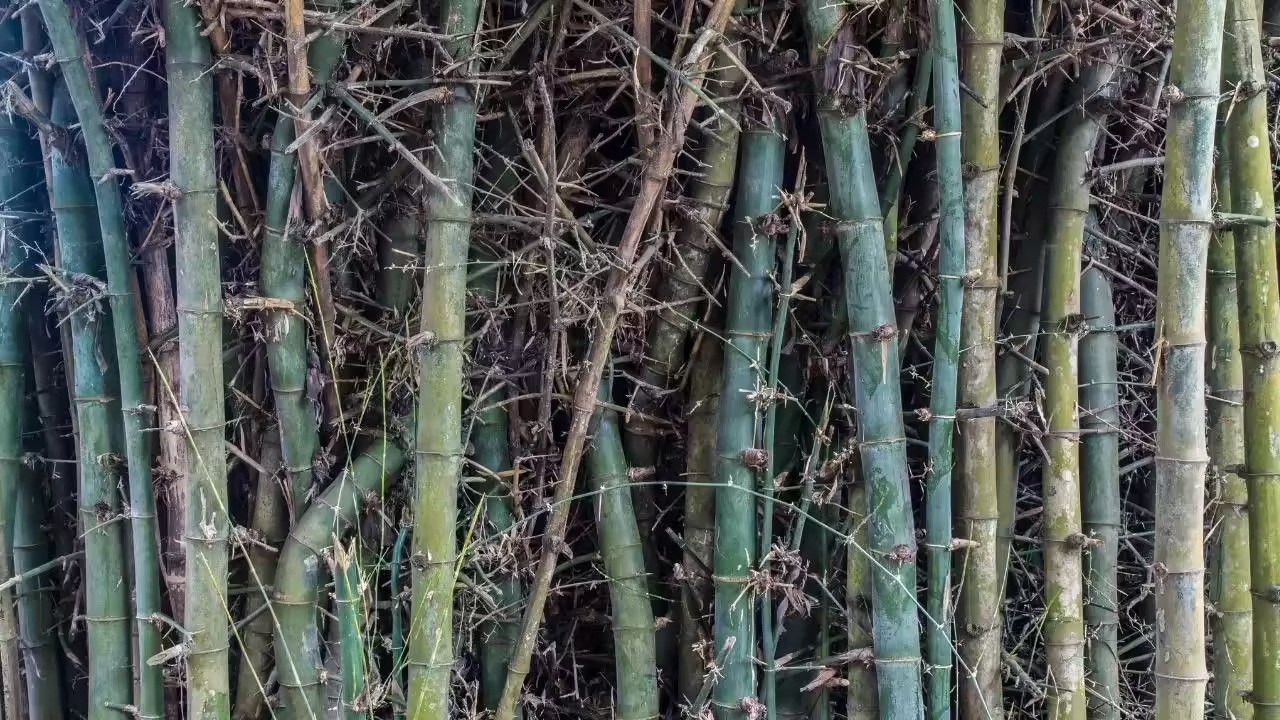 bamboo clumps