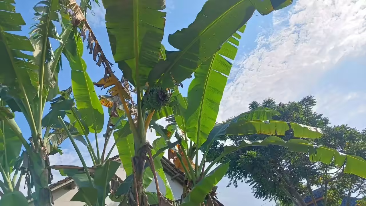 banana tree