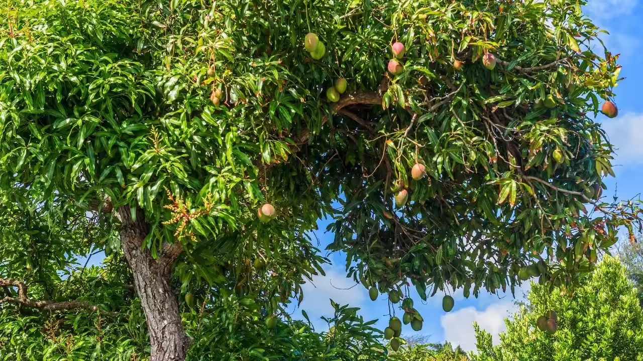 mango trees