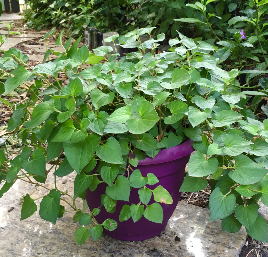 imagee6d8e25c ad8c 456a bcc5 1c122c1608c01024x1024