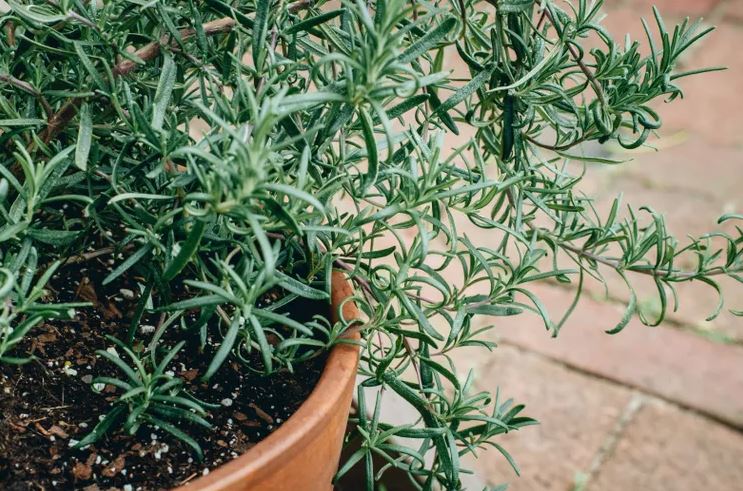 8 loại cây không bao giờ nên trồng trong nhà- Ảnh 5.