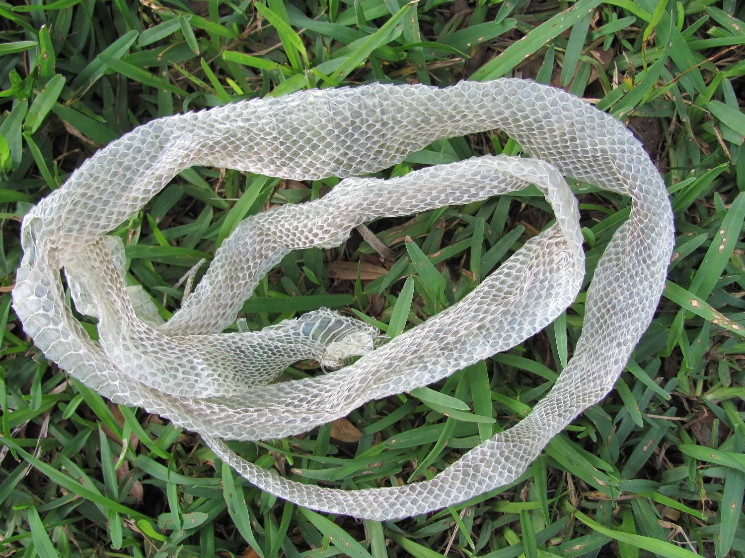 shed snake skin