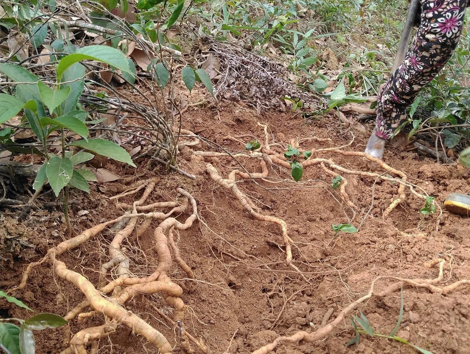 thu hoach ba kich tim tay giangjpg