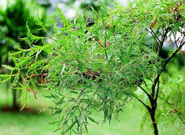 thu rau dai duoc menh danh nhan sam cua nha ngheo mui vi kho quen 1 1637047709 503 width650height472