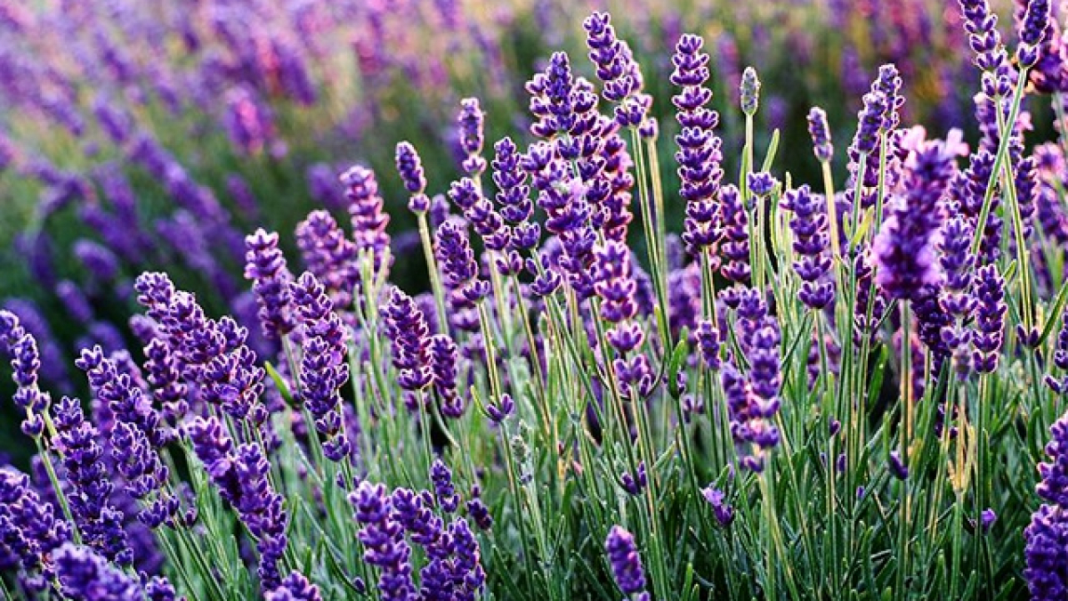 0 nh i di n eva 1657875233 427 width640height480schemaarticle