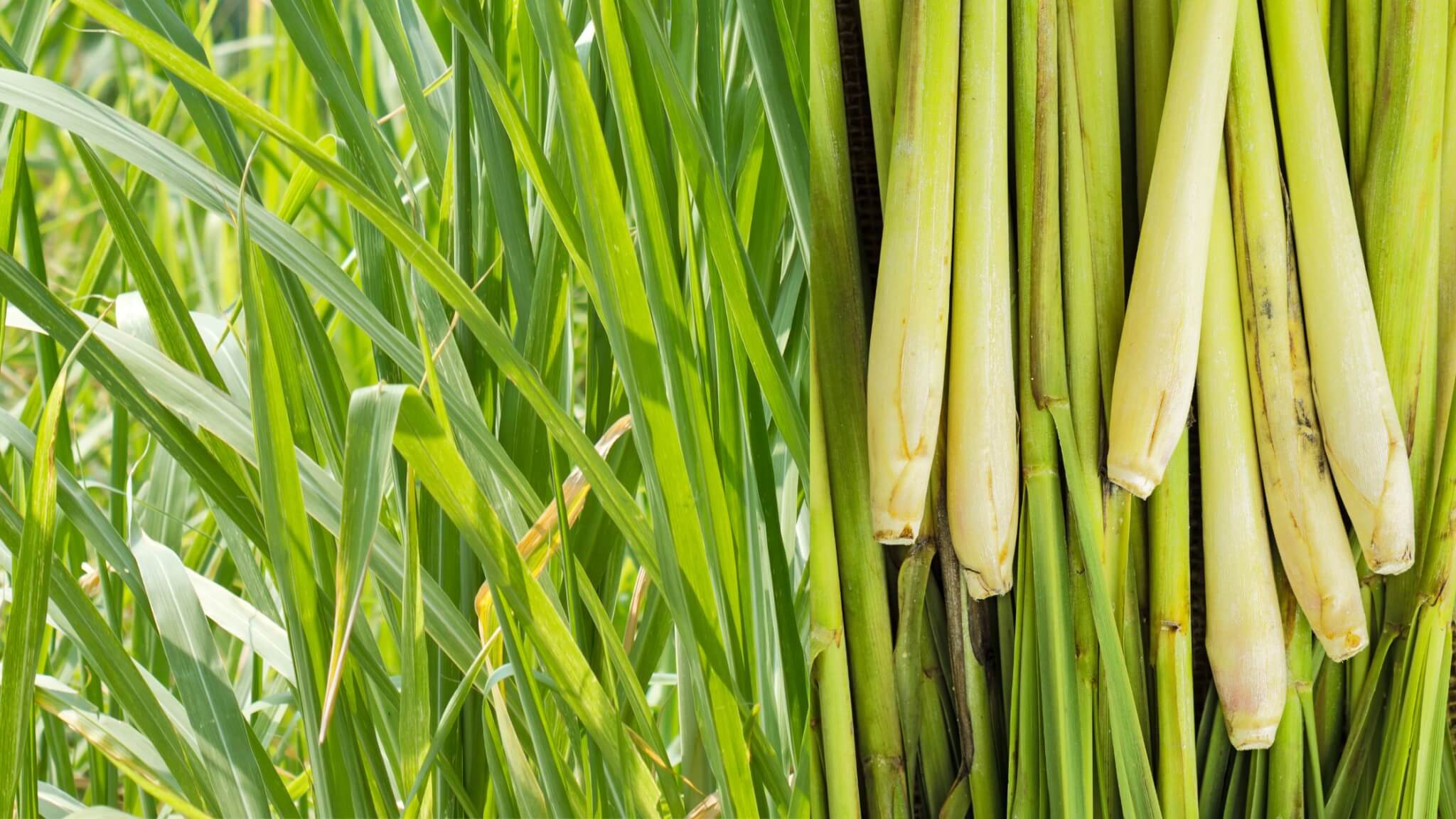 how to grow lemongrass