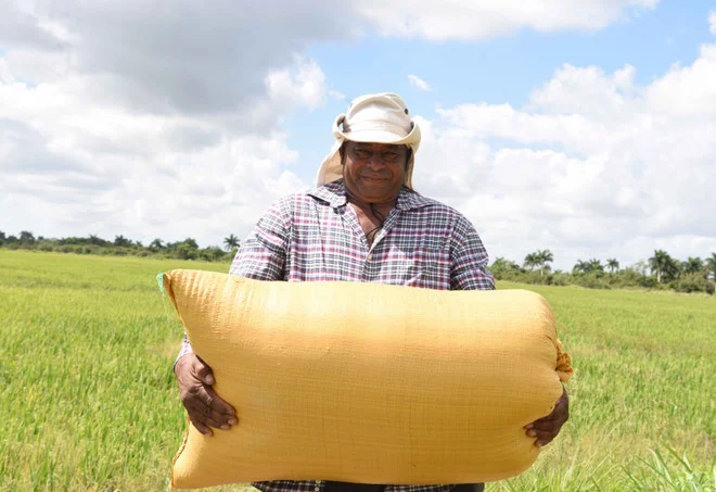 trong lua o cuba 2 0125