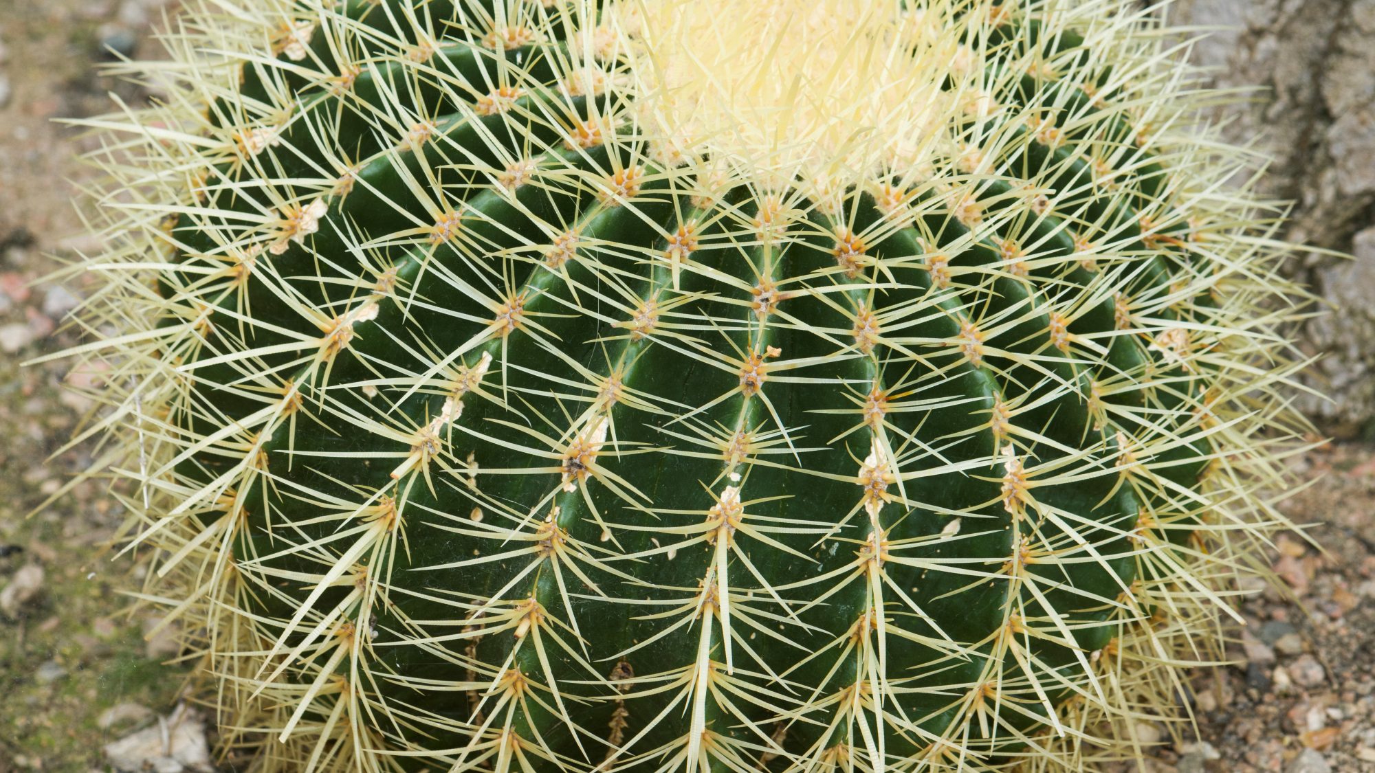 xuong rong khien ran e ngai