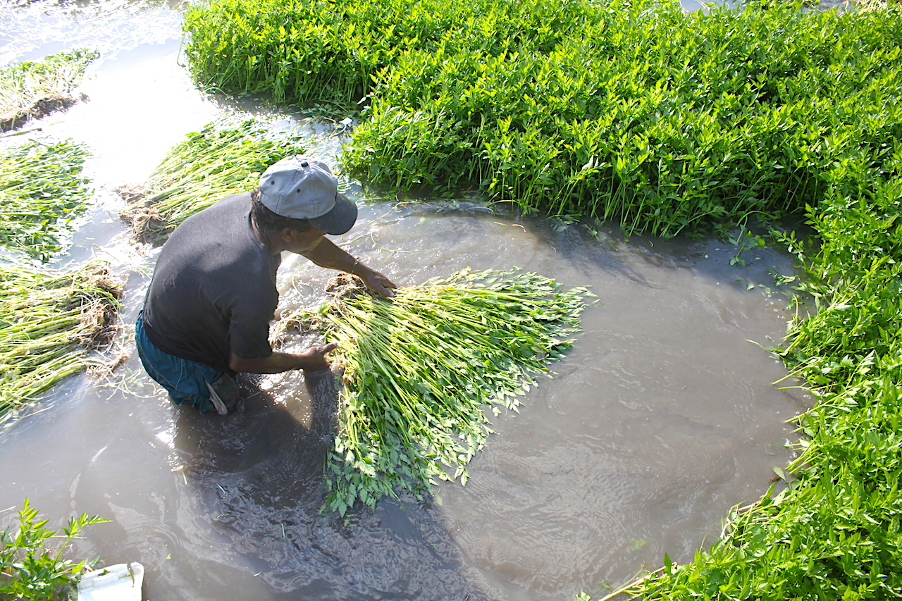 thu hoach rau can ta