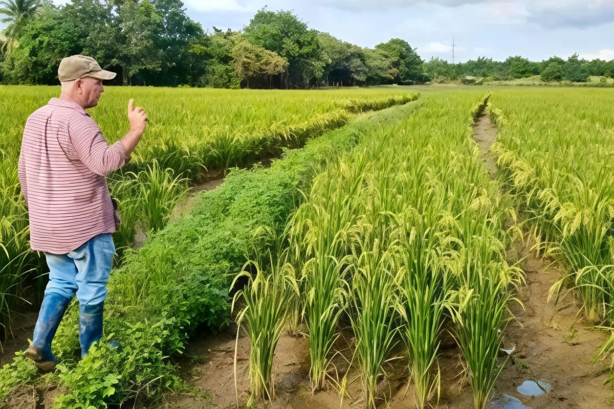 viba hat vang cua tinh huu nghi viet nam cuba 171348499 211252