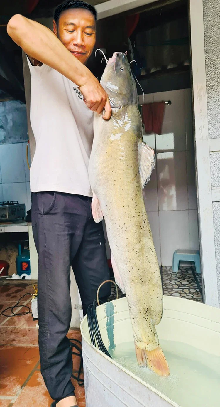 cau ca song da la ca lang ca tram den ca nheo ca mang kich thuoc lon ca khong lo o hoa binh 2 0946