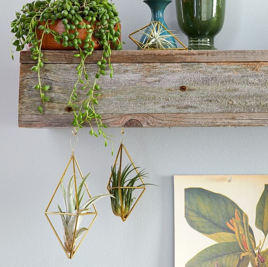 trong cay trong nha 5