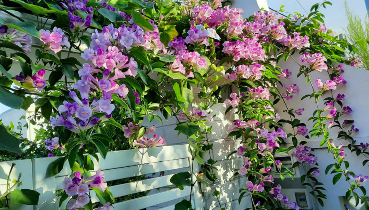 trong va cham soc hoa lan toi chuong toi