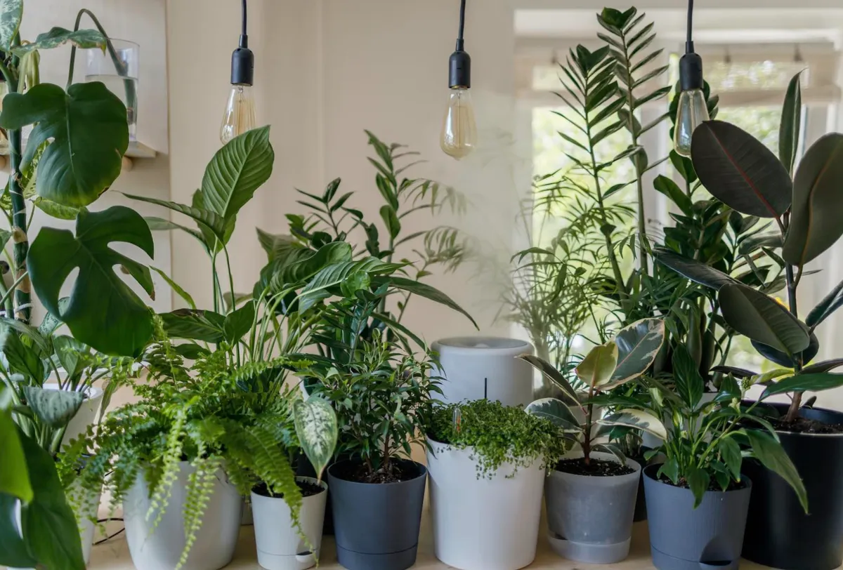 4 loại cây “nuốt” bụi mịn, lọc không khí tốt nhất: Nhà nào cũng nên trồng 1 cây