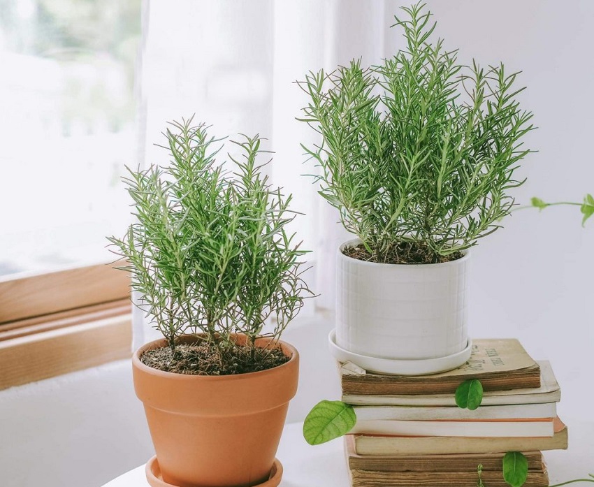 3 loại cây vừa đuổi rắn, vừa trấn trạch, mang lại phong thủy tốt không ngờ cho gia chủ 