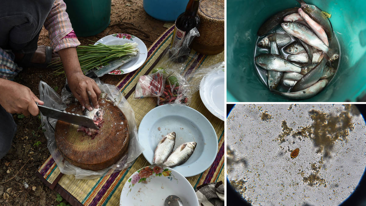 san la gan tai mon ca song