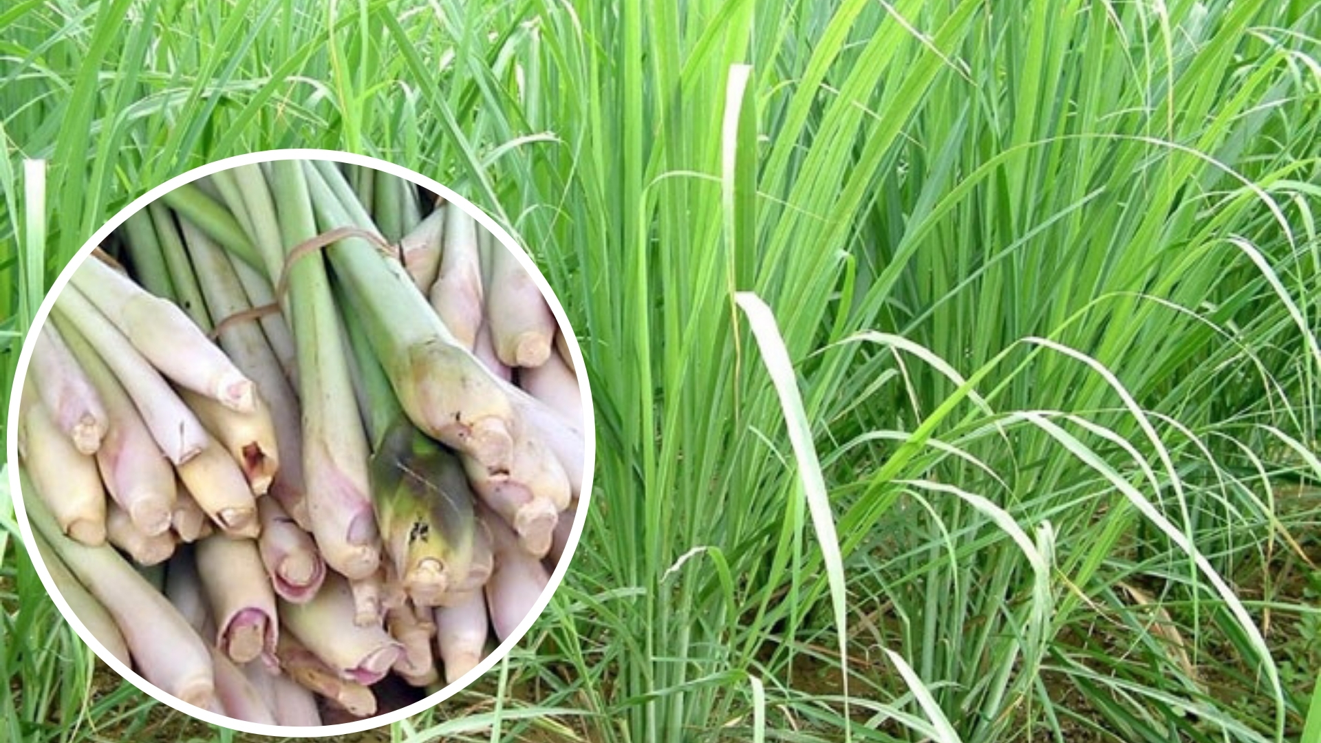 16325383316884466ada3b9016ad1fcd3c875f3f53