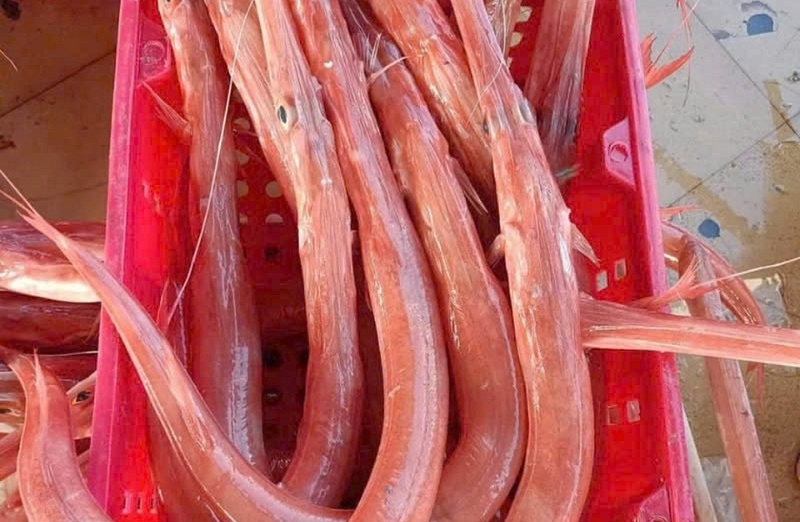 cachiavoi15540ba8c00