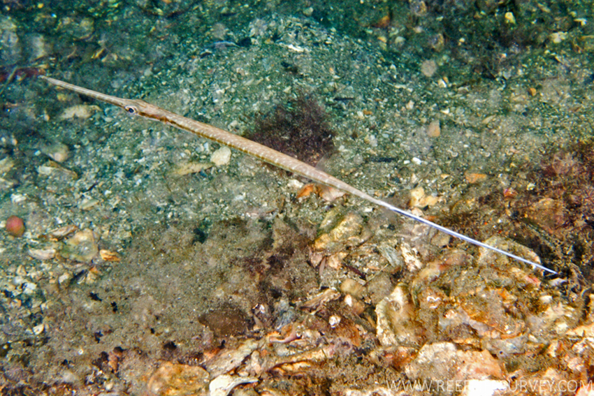 Loài cá có hình dạng độc nhất vô nhị ở Việt Nam, là món ngon được giới nhà giàu 