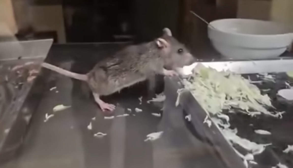 59836512619937478714975586691829679463351633n