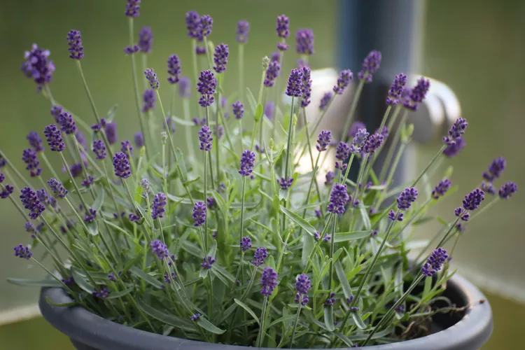 gettyimages 1068176106 f45ed7b00b0b42e78e6c8ca354c60389