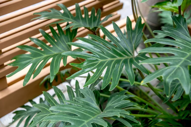 philodendronselloum 01 003fac85cd764d3fa7e775e2ec45059c