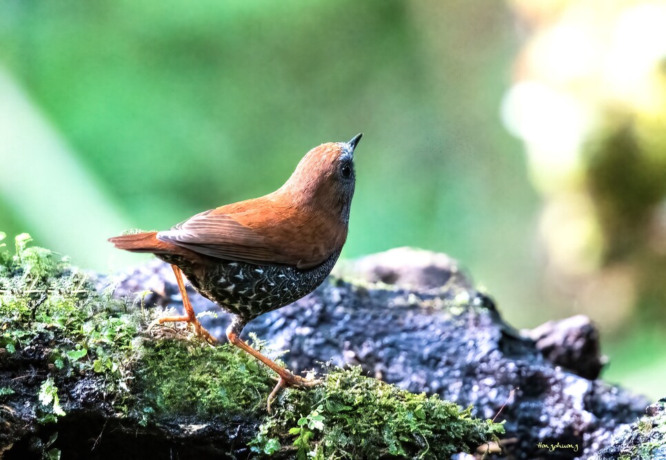 brachypteryx stellatus 4