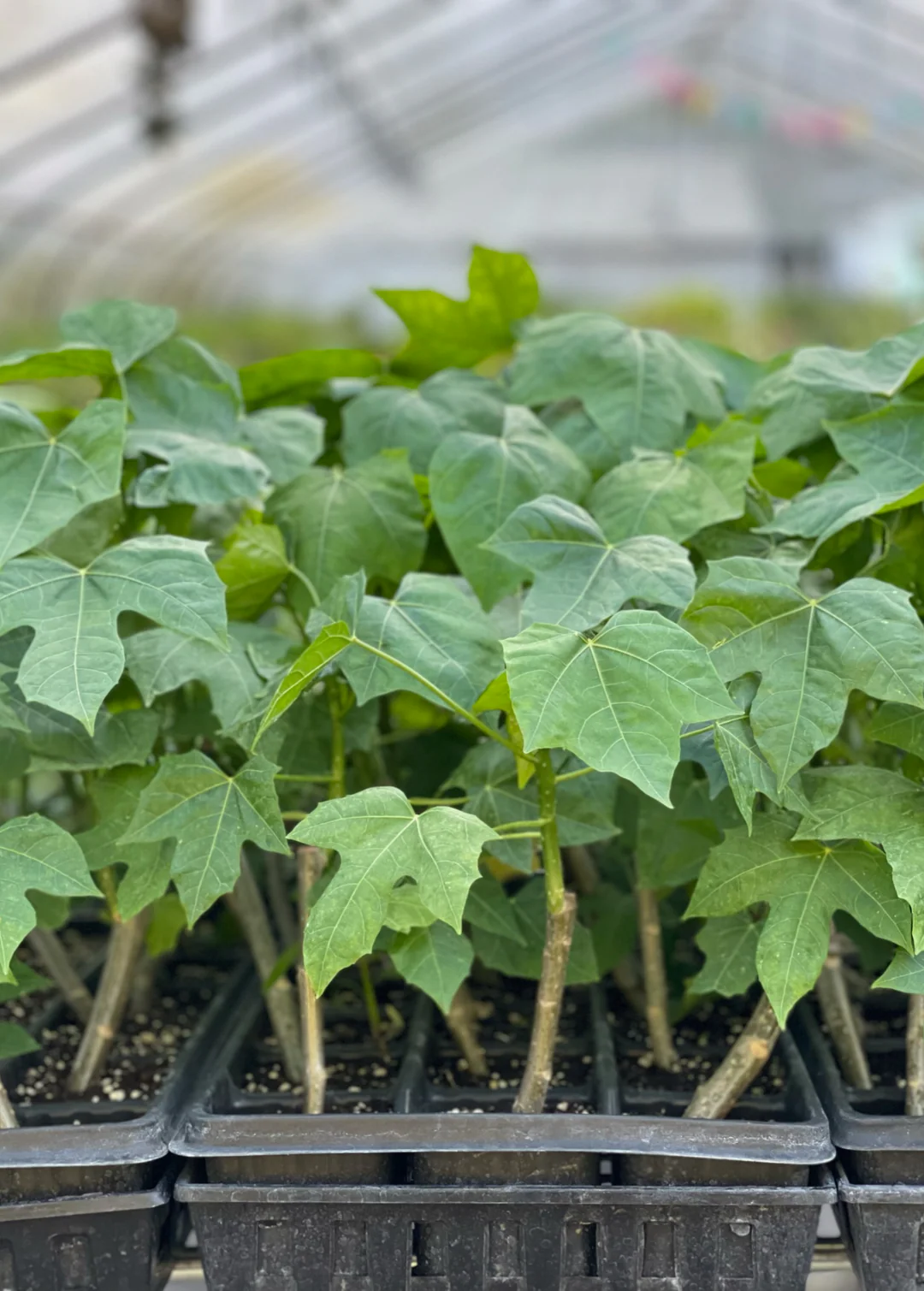 chayaproductphoto11080x