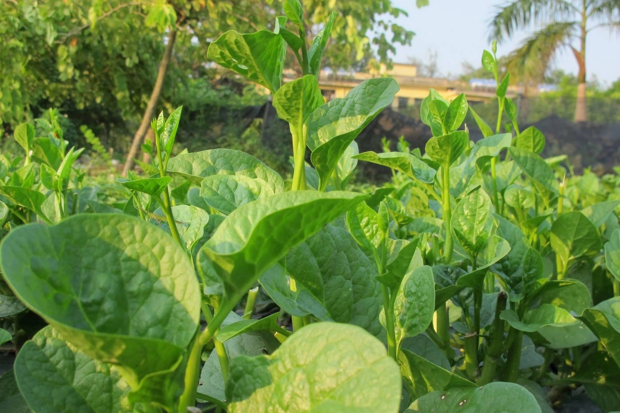 cdnphotodantricomvn azxsrwlvcp6nnnv6yiyf6h swic 2024 08 02 mongtoi2 edited 1722605784579