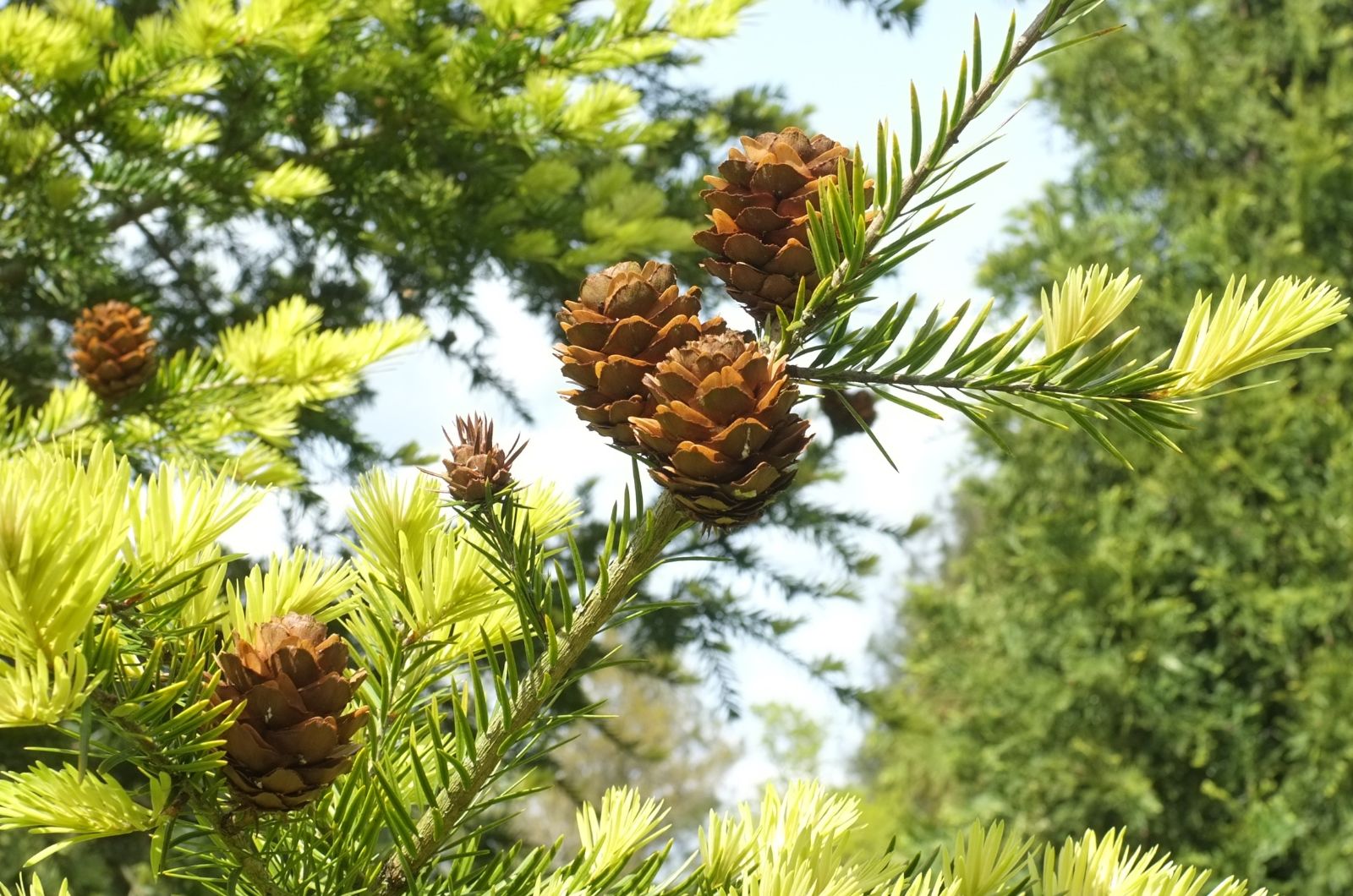 keteleeria davidiana 3