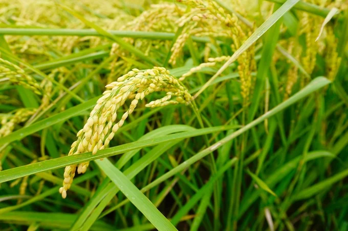 dsc6215 12432623 155608