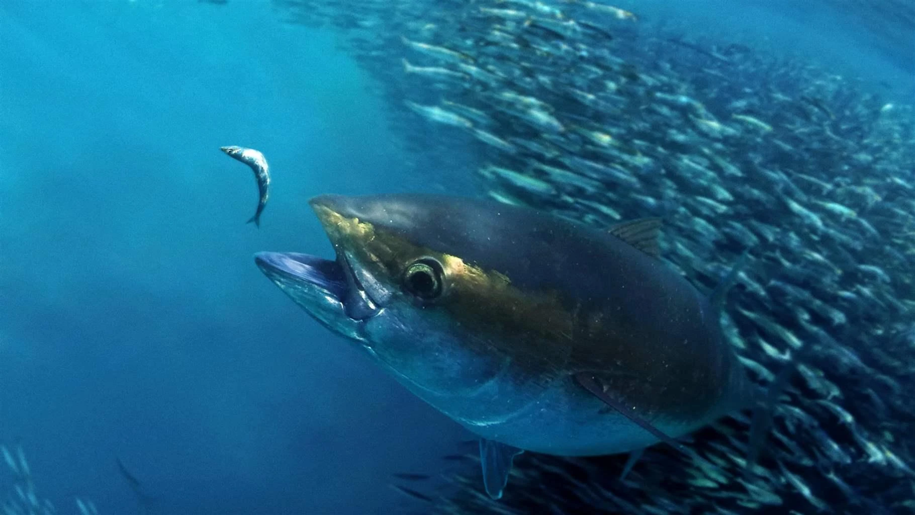 bigeyetuna