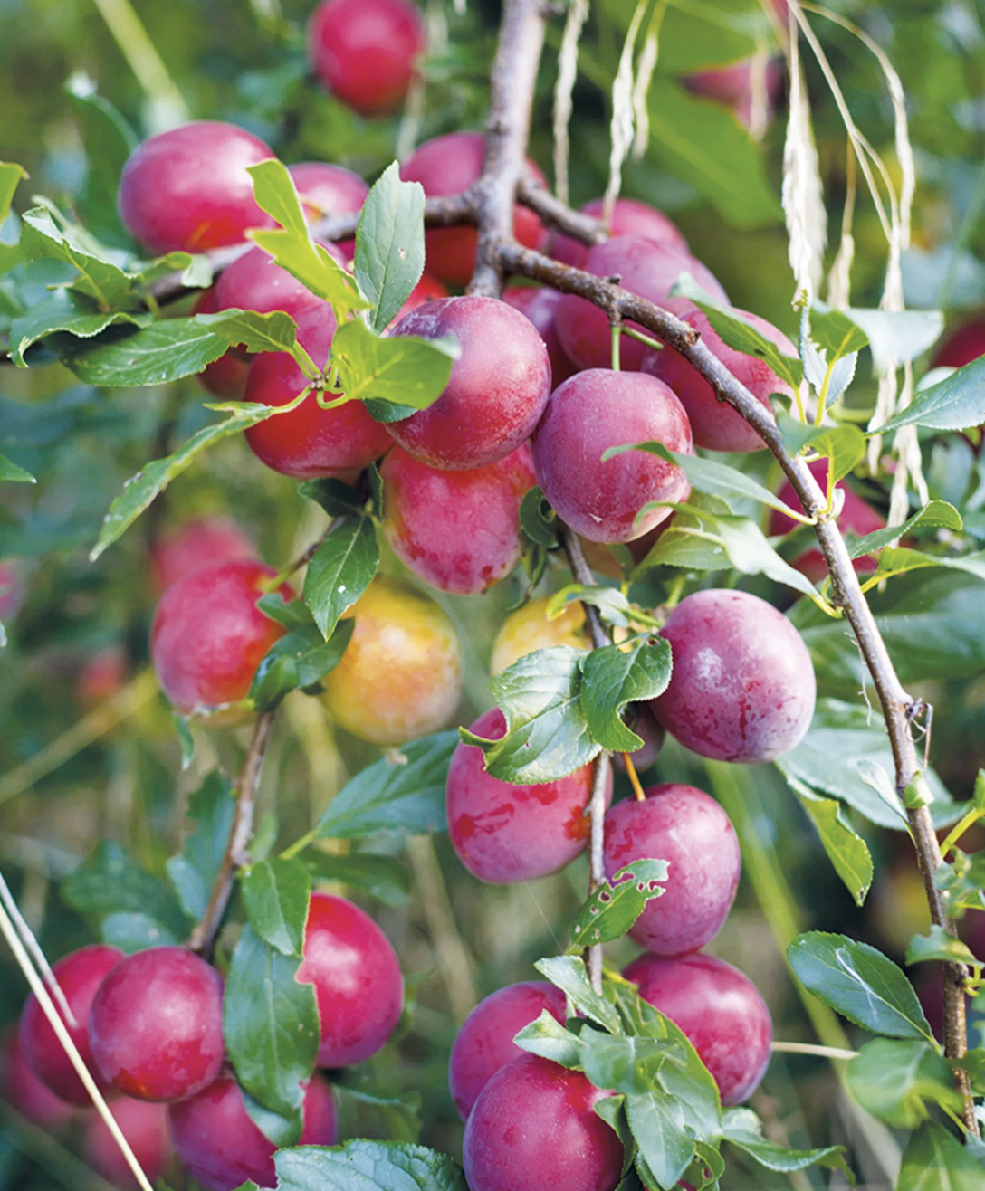 screenshot 2026 01 01 at 162628