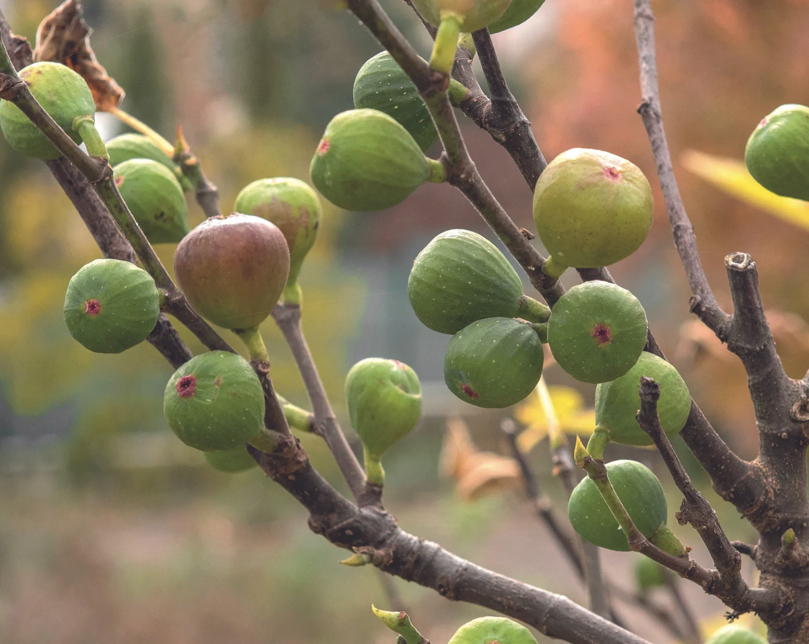 screenshot 2026 01 01 at 162635