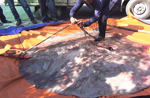 ca duoi nuoc ngot khong lo2