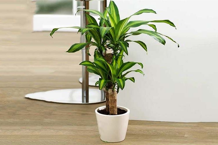 vi tri dat cay thiet moc lan 8