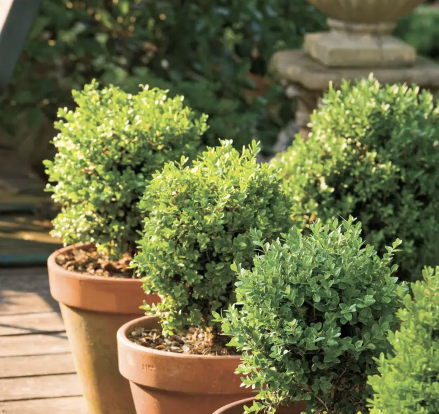 5 loại cây có mùi khó chịu nên tránh trồng trong vườn dù đẹp đến mấy