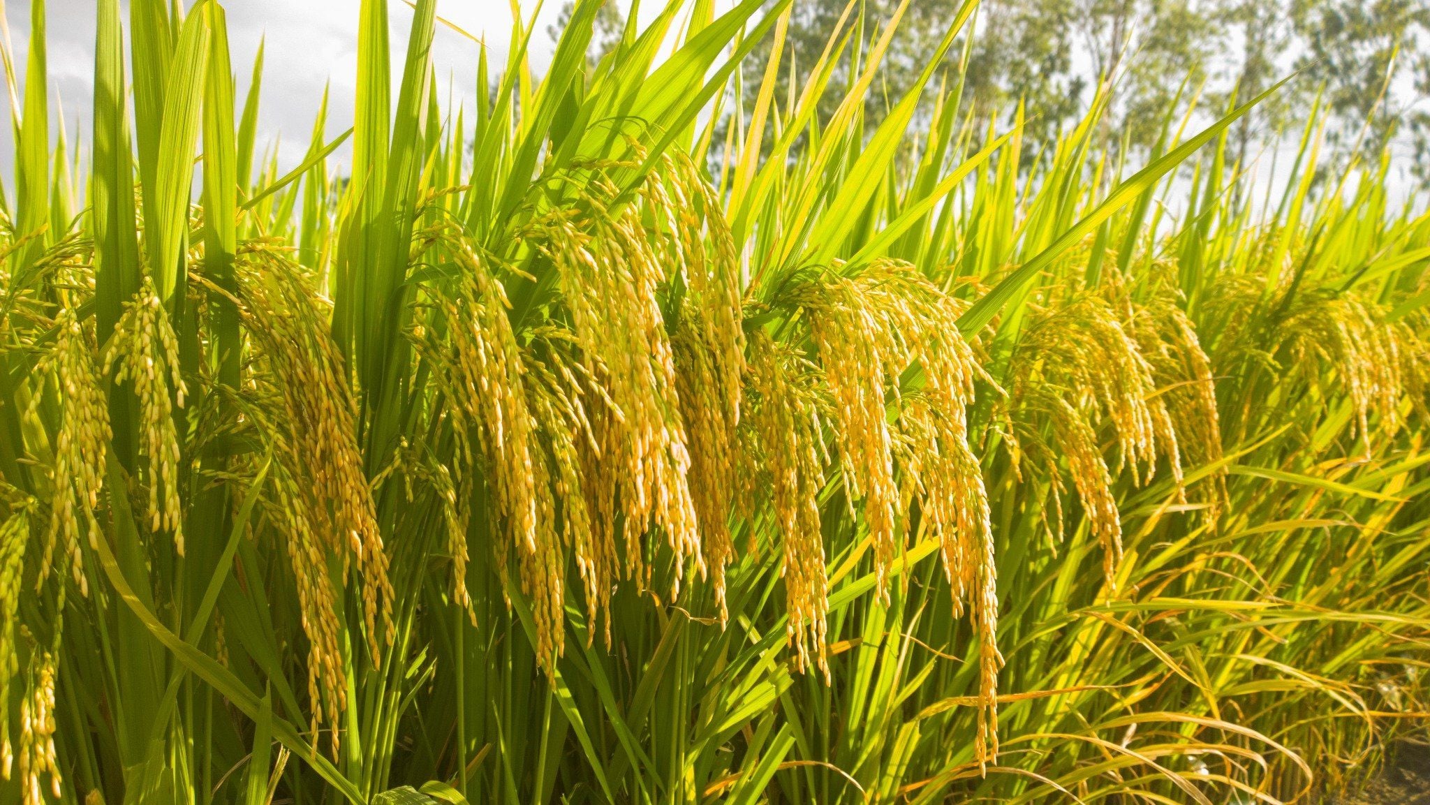 tbr225 phu luong vx1648451085236oa5de4fb3f9c64aae91058012cd353715master