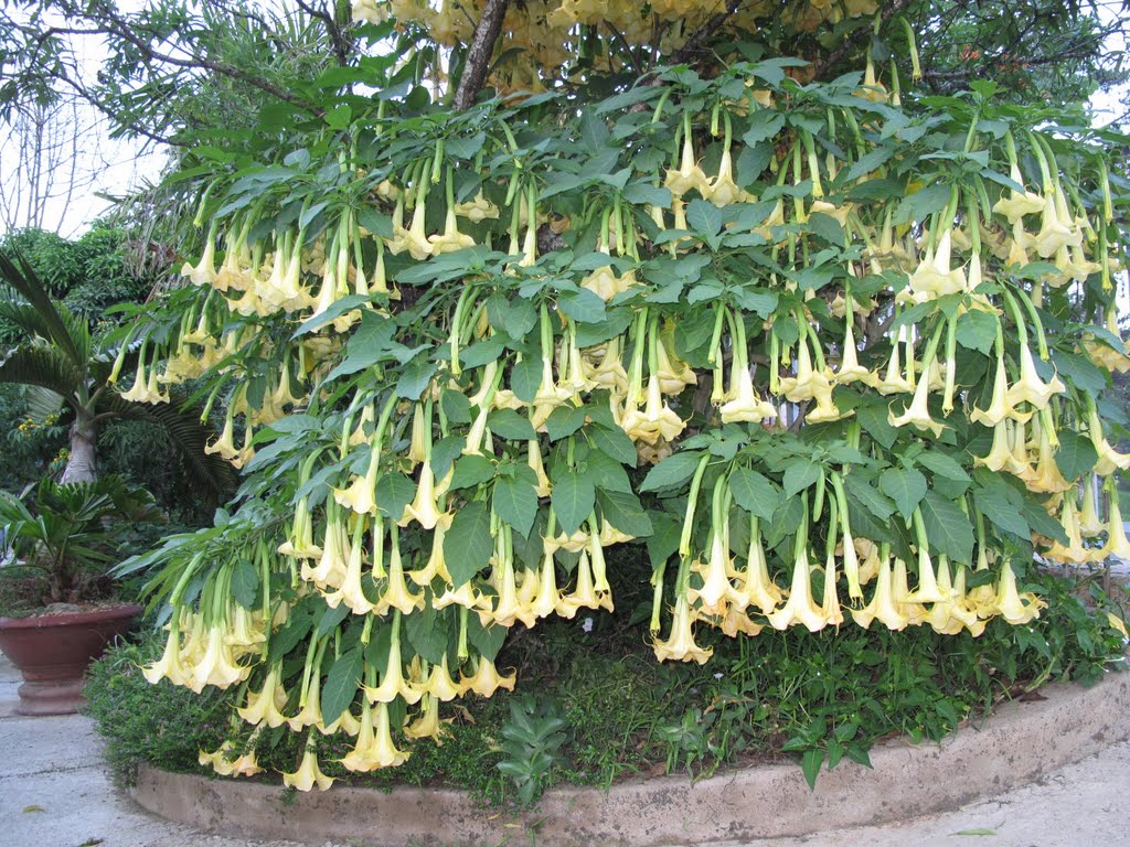 hoa loa ken co doc khong